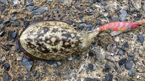 コウイカの釣果