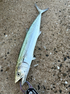 サゴシの釣果