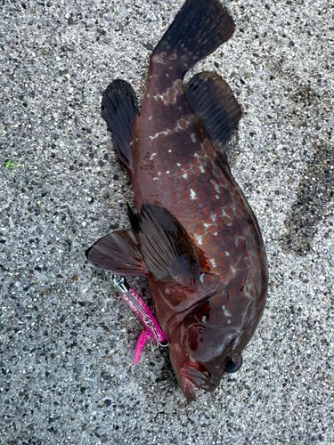 キジハタの釣果