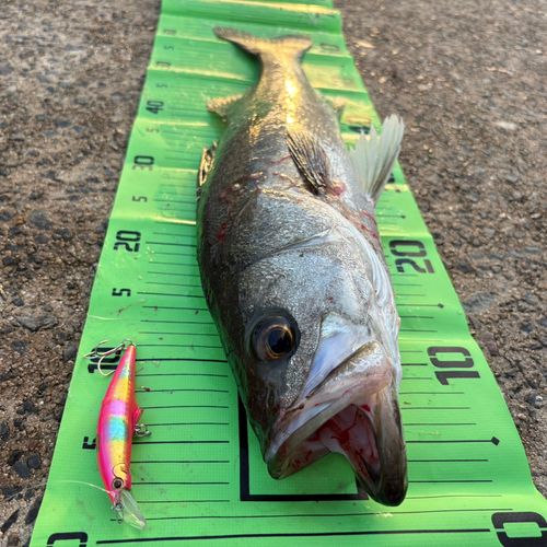 シーバスの釣果