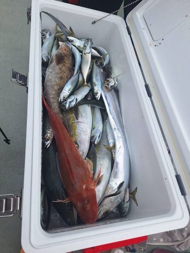 サバの釣果