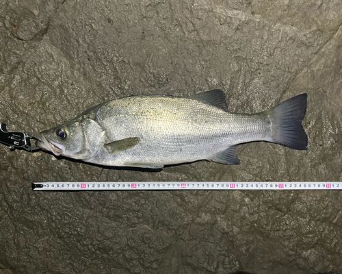 フッコ（ヒラスズキ）の釣果