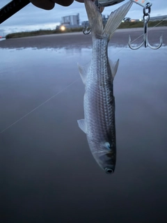 ボラの釣果