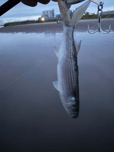 ボラの釣果
