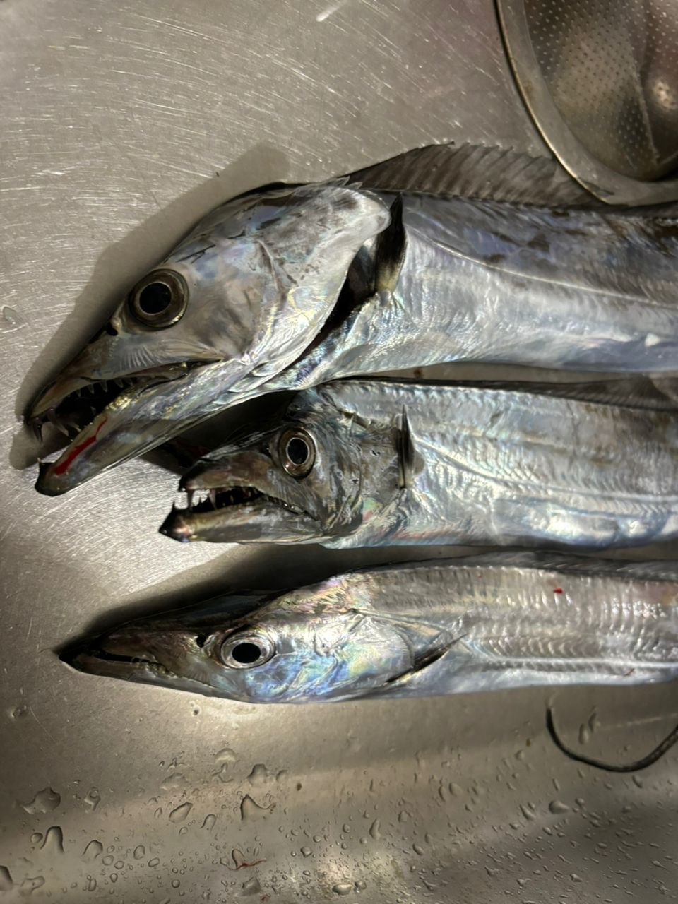 タチウオ