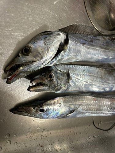 根岸湾
