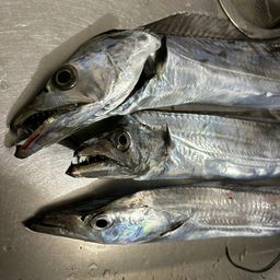 タチウオ