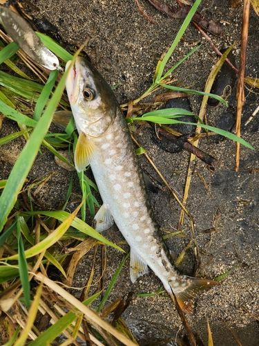 アメマスの釣果
