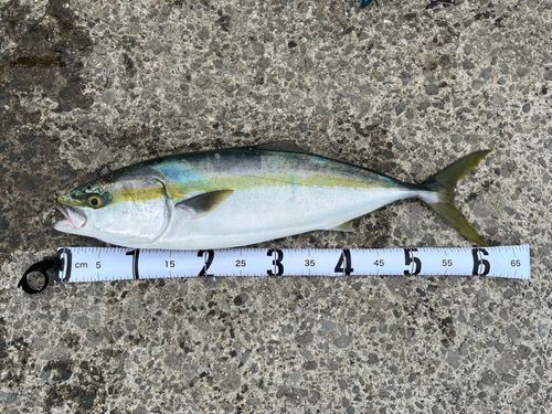 メジロの釣果