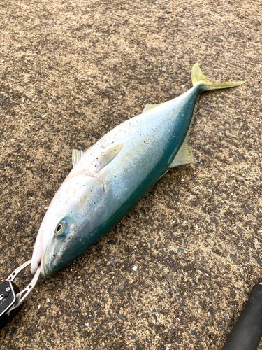 イナダの釣果