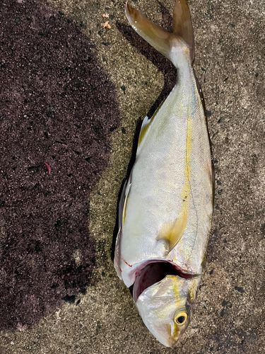 シオの釣果