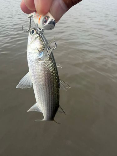ボラの釣果