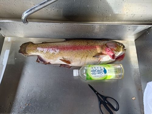 ニジマスの釣果