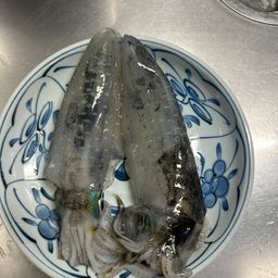 アオリイカ