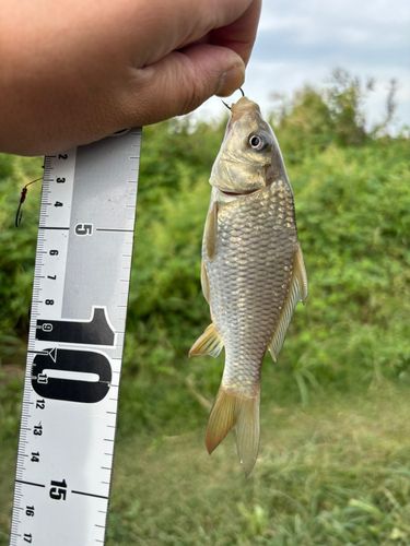 コイの釣果