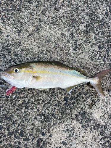 ネリゴの釣果