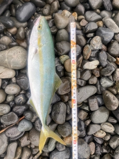 ワカシの釣果