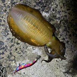 アオリイカ