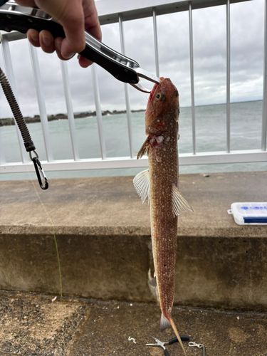 エソの釣果