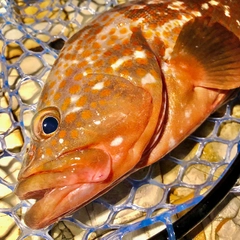 キジハタの釣果