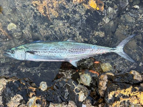 サゴシの釣果