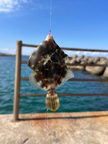 カワハギの釣果