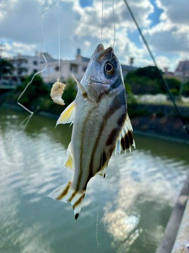 コトヒキの釣果