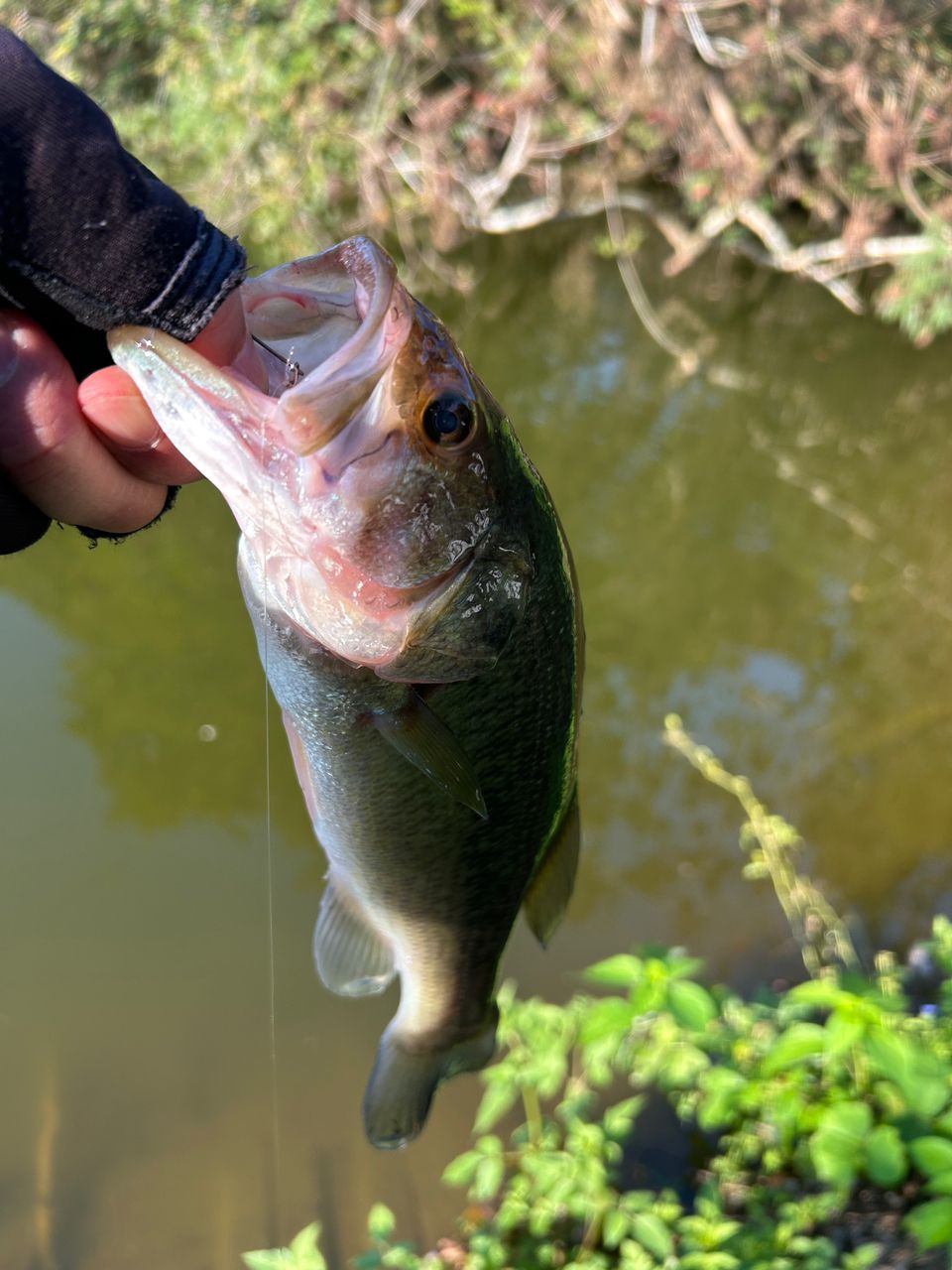 スコーピオンXV 2550FF 袋付き スコーピオンXV 2550FF 袋付き