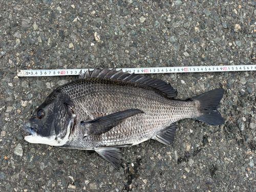 チヌの釣果