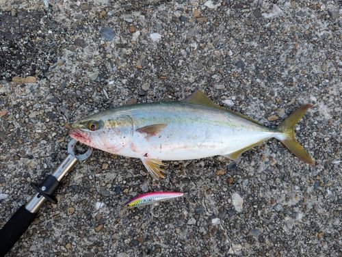 ハマチの釣果