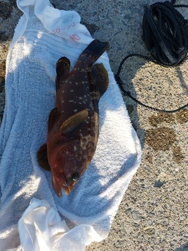 キジハタの釣果