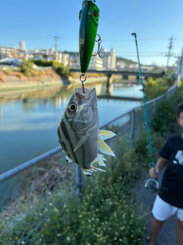 コトヒキの釣果