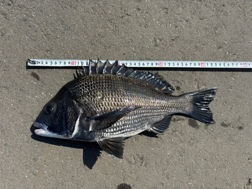チヌの釣果