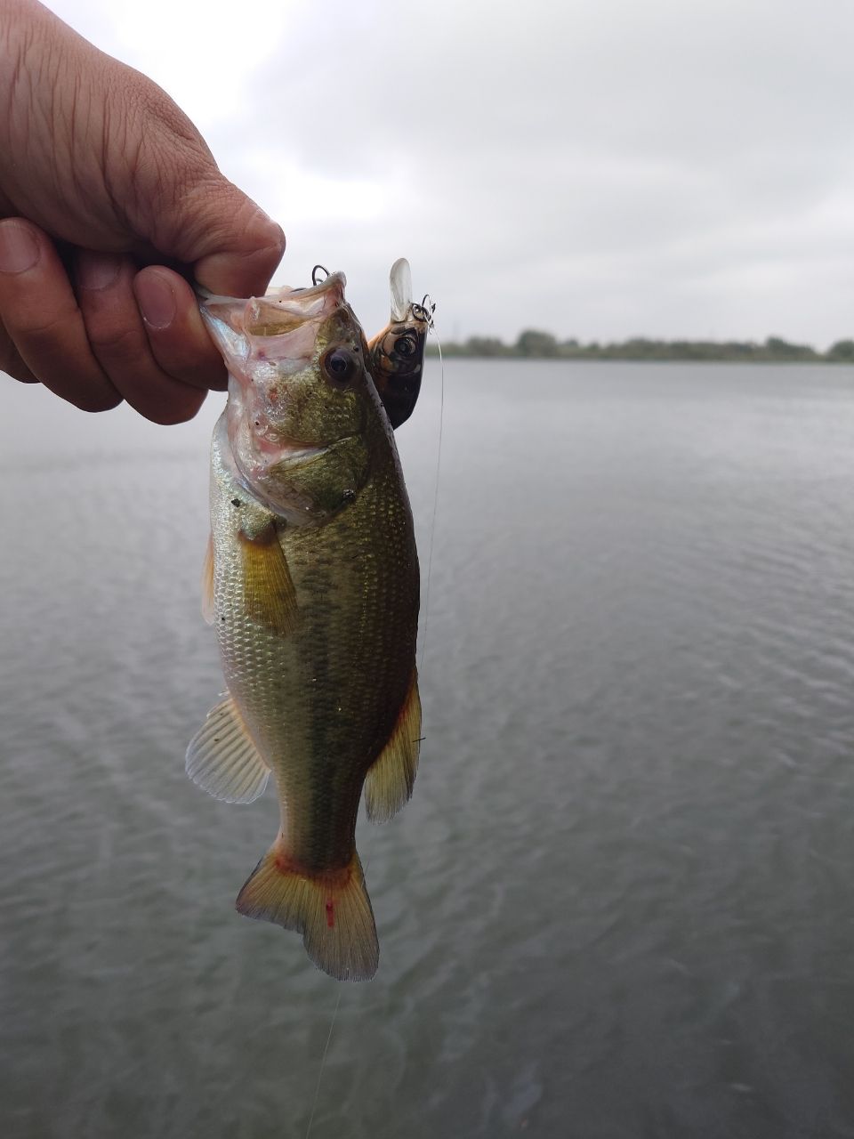 ラージマウスバス