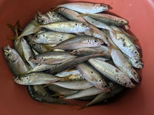 マアジの釣果