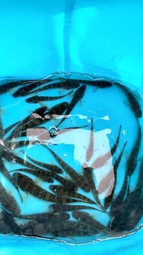 マハゼの釣果