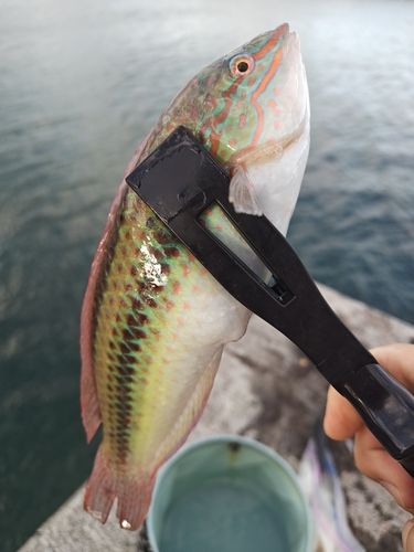 キュウセンの釣果