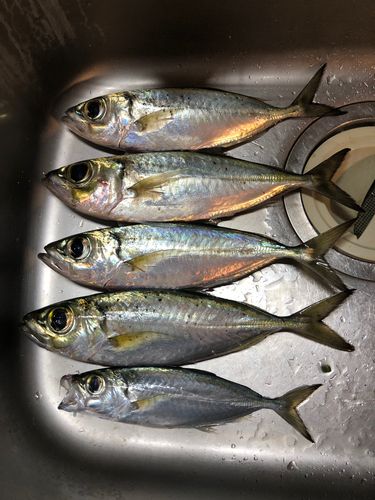 メアジの釣果