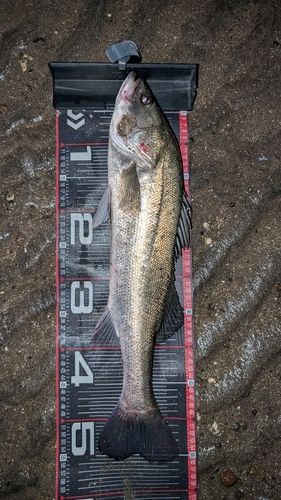 スズキの釣果
