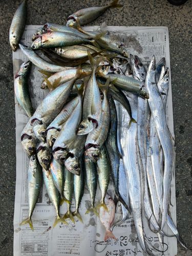 タチウオの釣果