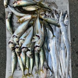 タチウオ