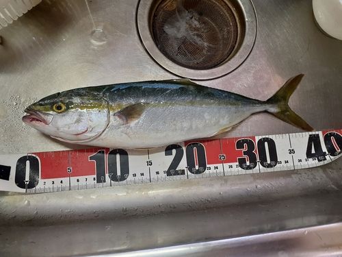 釣果