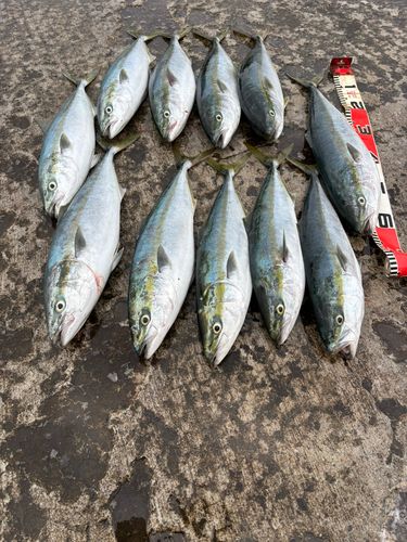 ワラサの釣果