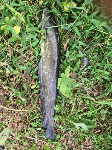 ナマズの釣果
