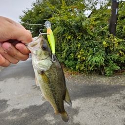 ブラックバス