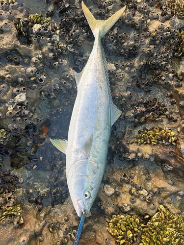 ブリの釣果