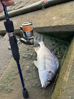 キビレの釣果