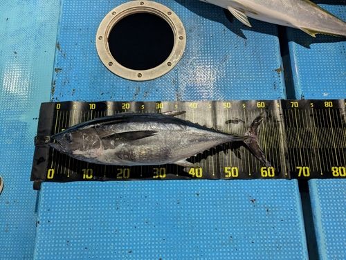 コシナガマグロの釣果