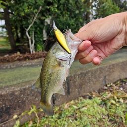ブラックバス
