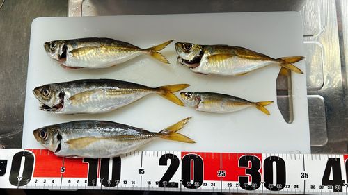 マアジの釣果